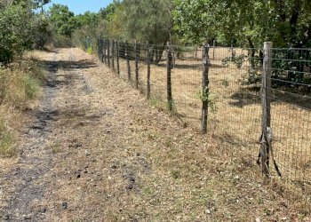 05349e20-f98c-4b9d-9ec6-cf67e33e7928.JPG - Agricultural land Via Tarderia 121, Pedara - photo 3