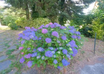 Rif 560 05.jpg - Villa Via Vassuria 58, Urbe - foto 12