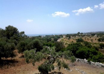 Uliveto - Agricultural land Salve - photo 6