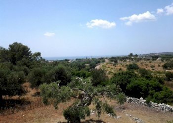 Terreno - Terreno agricolo Salve - foto 5