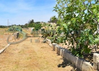 Terreno - Terreno agricolo Castrignano del Capo - foto 10