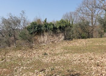 20220326_141454.jpg - Terreno agricolo Massa Martana - foto 1