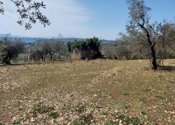 20220326_141411.jpg - Terreno agricolo Massa Martana - foto 4