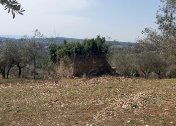 20220326_141416.jpg - Terreno agricolo Massa Martana - foto 5