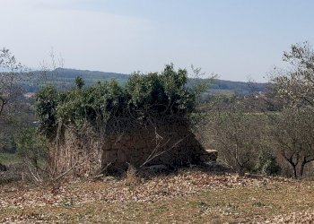 20220326_141420.jpg - Terreno agricolo Massa Martana - foto 6