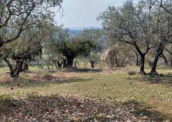 20220326_141502.jpg - Terreno agricolo Massa Martana - foto 7