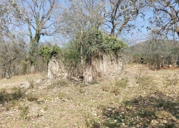 20220326_141543.jpg - Terreno agricolo Massa Martana - foto 9