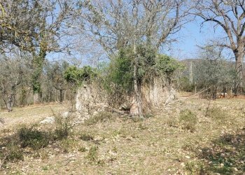 20220326_141604.jpg - Terreno agricolo Massa Martana - foto 10