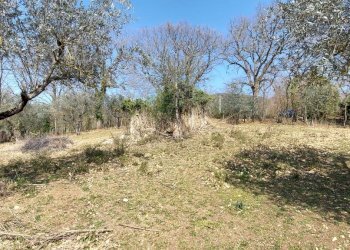 20220326_141606.jpg - Terreno agricolo Massa Martana - foto 11