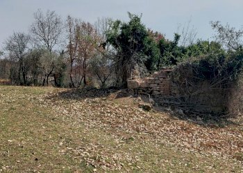 20220326_141719.jpg - Terreno agricolo Massa Martana - foto 14