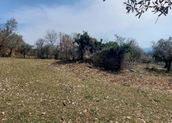 20220326_141723.jpg - Terreno agricolo Massa Martana - foto 15