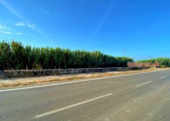 Agricultural land Mondragone - photo 2