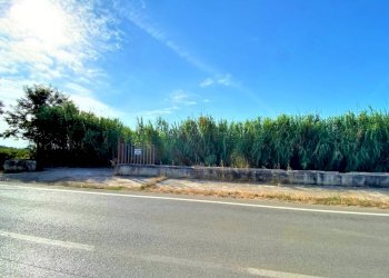 Agricultural land Mondragone - photo 3