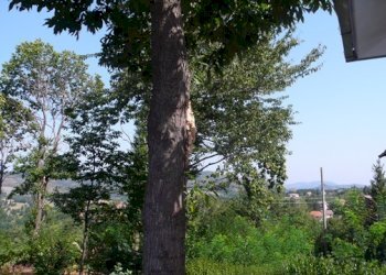 rif 101 14.JPG - Independent house Sassello - photo 15