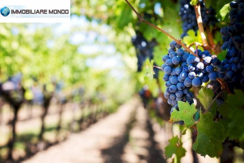 Terreno agricolo Portocannone - foto 1