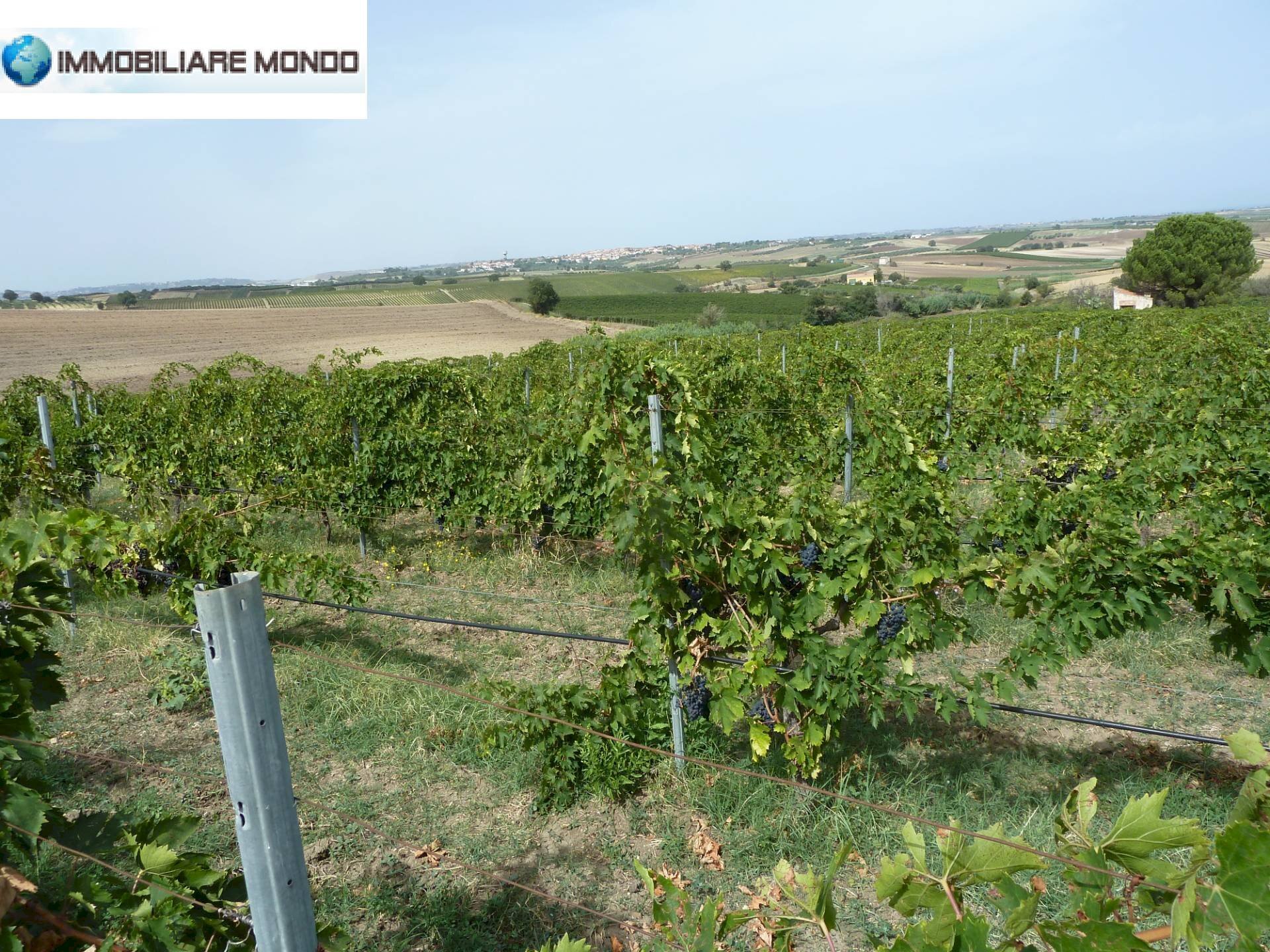 Terreno agricolo Portocannone - foto 3