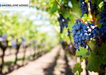 Terreno agricolo Portocannone - foto 1