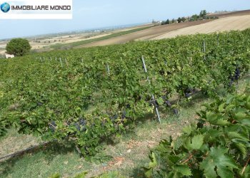 Terreno agricolo Portocannone - foto 2