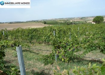 Terreno agricolo Portocannone - foto 3