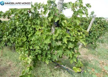 Terreno agricolo Portocannone - foto 4