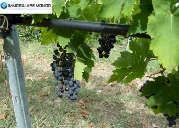 Terreno agricolo Portocannone - foto 5