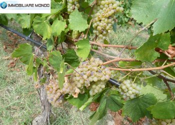 Terreno agricolo Portocannone - foto 6