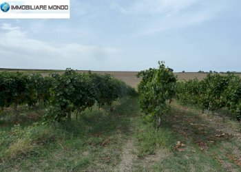 Terreno agricolo Portocannone - foto 8