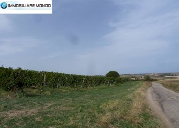 Terreno agricolo Portocannone - foto 9