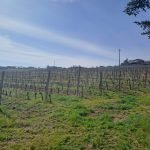 Terreno agricolo Santo Stefano Belbo - foto 2