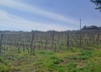 Terreno agricolo Santo Stefano Belbo - foto 2