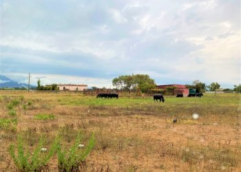 Terreno agricolo Mondragone - foto 2