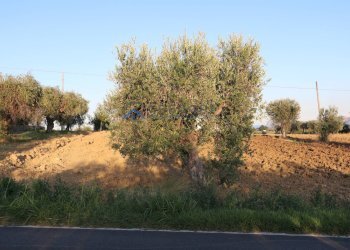 Terreno edificabile C.da San Giuseppe, Controguerra - foto 1