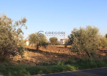 Terreno edificabile C.da San Giuseppe, Controguerra - foto 2