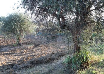 Terreno edificabile C.da San Giuseppe, Controguerra - foto 5