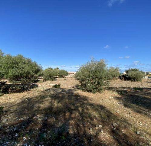 Terreno agricolo Cinisi - foto 1