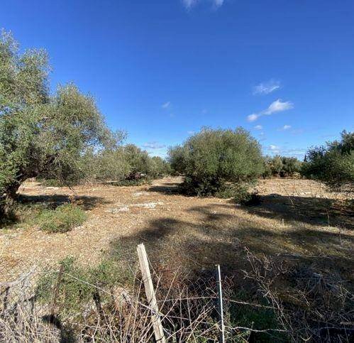 Terreno agricolo Cinisi - foto 3