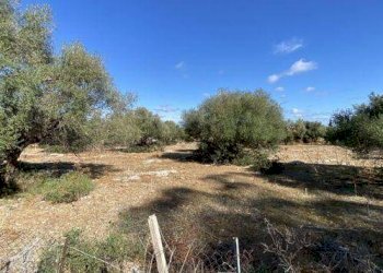 Agricultural land Cinisi - photo 3