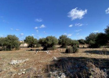 Agricultural land Cinisi - photo 7