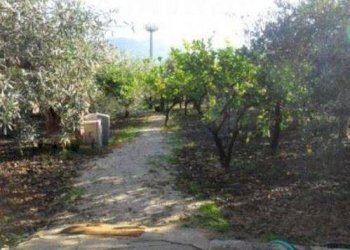 Villa Carini - foto 6