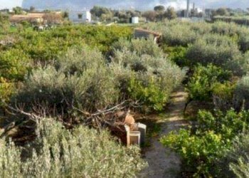 Villa Carini - foto 10