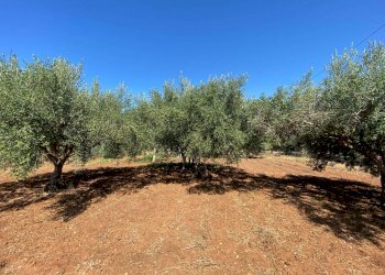 Terreno edificabile via Frassino, Terrasini - foto 5