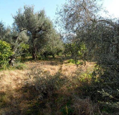 Terreno agricolo via Provinciale, Carini - foto 2