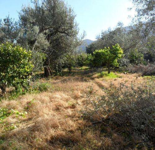 Terreno agricolo via Provinciale, Carini - foto 3