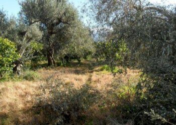 Terreno agricolo via Provinciale, Carini - foto 2