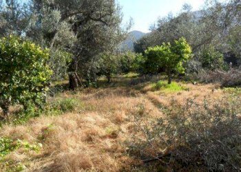 Terreno agricolo via Provinciale, Carini - foto 3