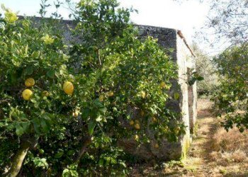 Terreno agricolo via Provinciale, Carini - foto 4