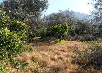 Terreno agricolo via Provinciale, Carini - foto 6