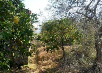 Terreno agricolo via Provinciale, Carini - foto 7