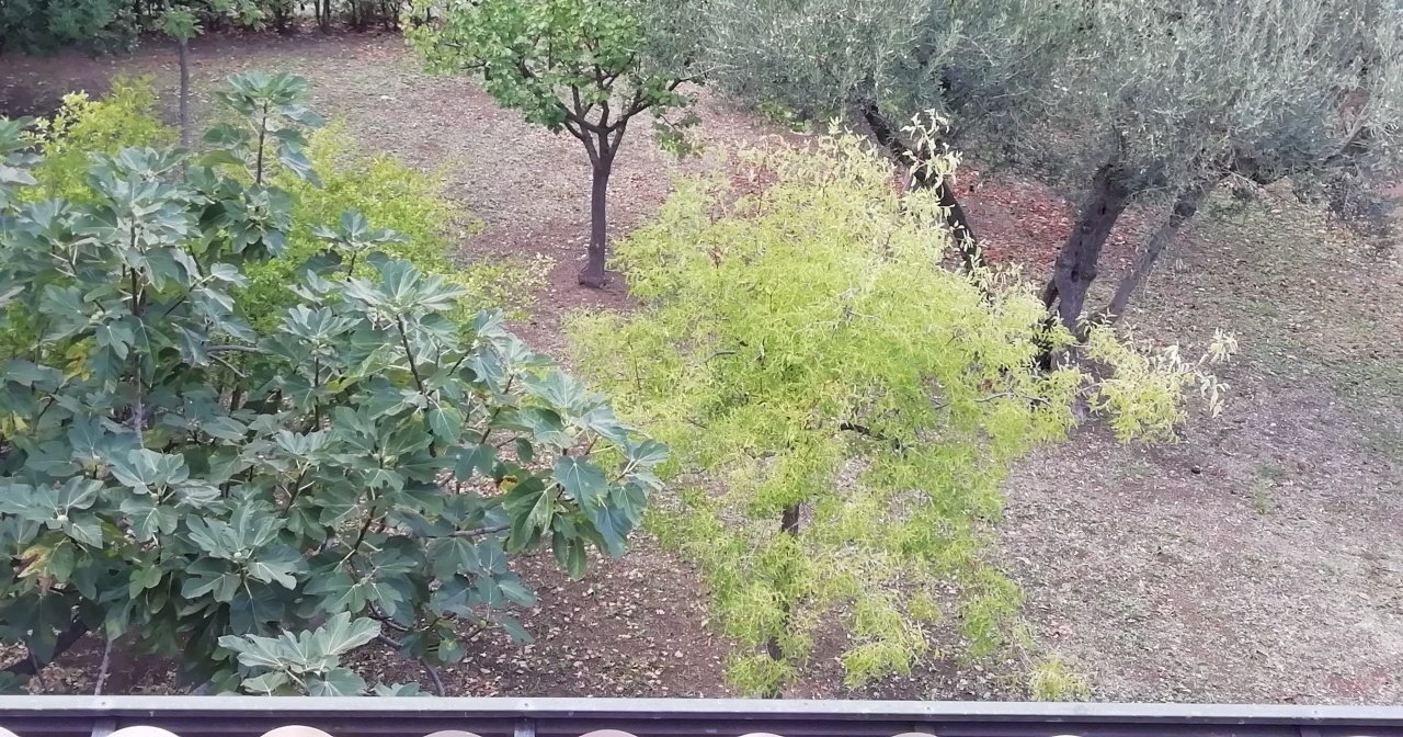 IMG_20211007_134734.jpg - Villa Via Francesco Masciangelo, Lanciano - foto 2