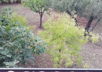 IMG_20211007_134734.jpg - Villa Via Francesco Masciangelo, Lanciano - foto 2